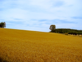 Pfaffenstein skyline